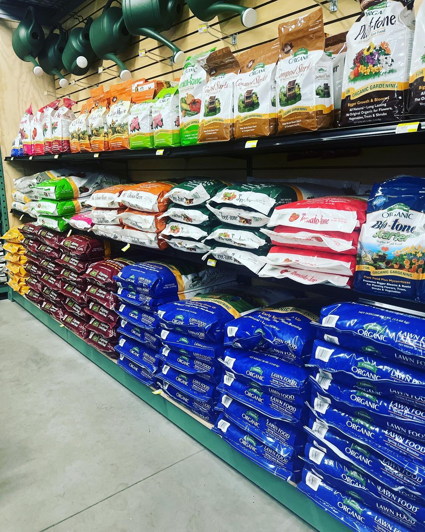 stockyard-grass seed
